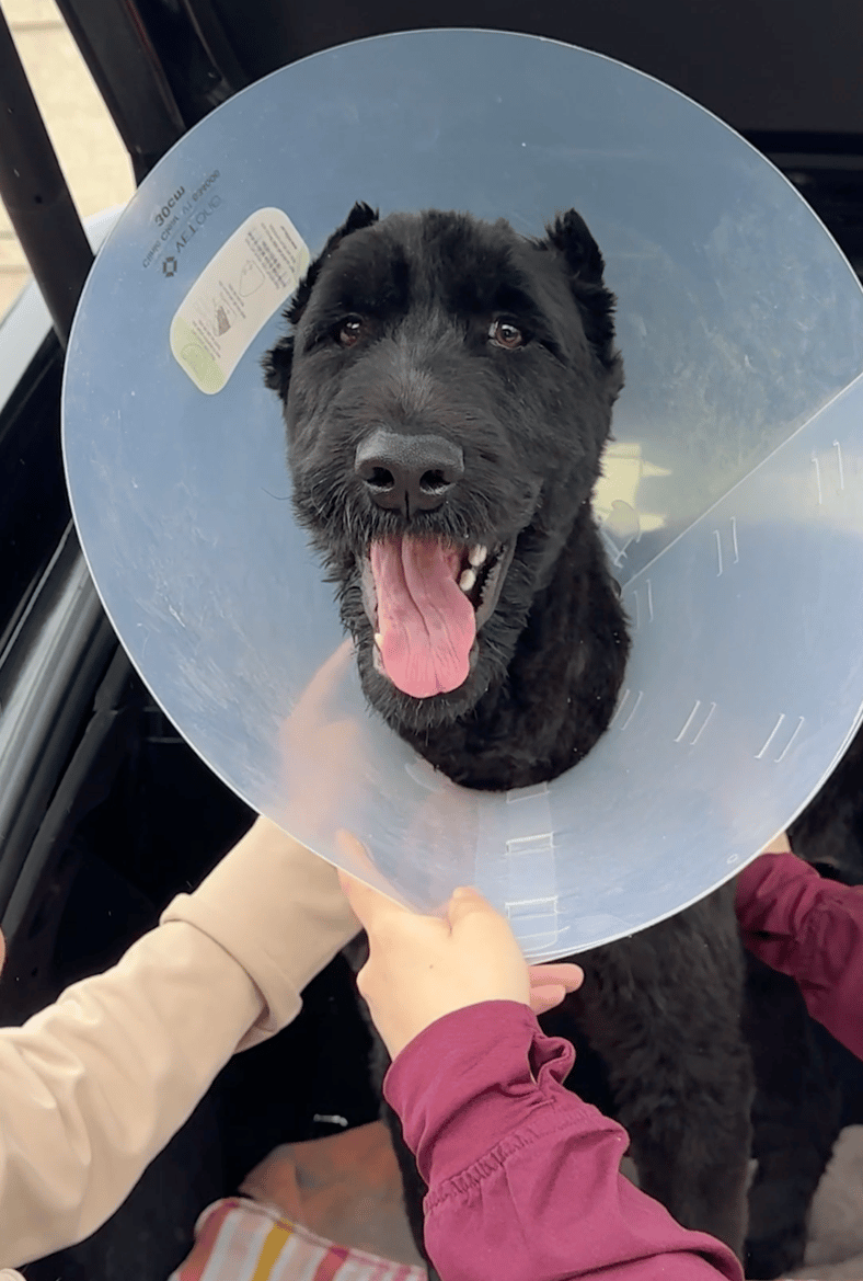 Giant Schnauzer’s Reaction to Seeing the Vet Tech Who Saved Her Life Months Before Is Pure Joy
